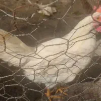 دو عدد خروس سفید و یک فنچ