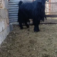 چپش و بز آبستن و کهره نر تخت