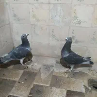 کبوتر