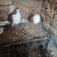 یک جفت ساده