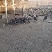 فروش بوقلمون