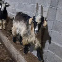 بز نر ۱ ساله حدود ۳۵ کیلویی گوسفند|حیوانات مزرعه|رشت, بازار|دیوار