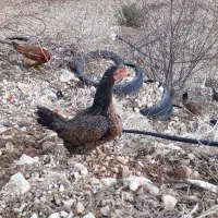 مرغ کوشامو|حیوانات مزرعه|جوانرود, |دیوار