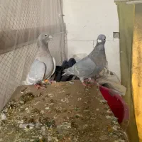 کبوتر در پرنده