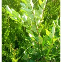 یاس هلندی،یوکا