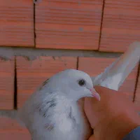 کبوتر پرشی