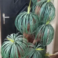 درخچه نخل مصنوعی