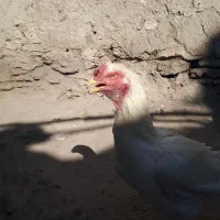 خروس لاری سفید تاج مهر|حیوانات مزرعه|بازرگان, |دیوار