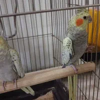 عروس هلندی|پرنده|قم, انسجام|دیوار