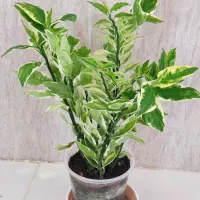 گل وگیاه طبیعی