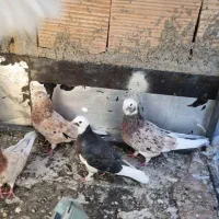 13 کبوتر هما شازده زرد سرور طوقی و...|پرنده|تهران, نعمتآباد|دیوار