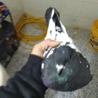 کبوتر رنگی|پرنده|ایذه, |دیوار