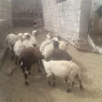 میش بره بز گوسفند کره اواستا دونه ای ۱۴