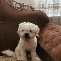سگ پاکوتاه نر