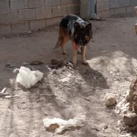 معاوضه|سگ|شیراز, شریف‌آباد|دیوار