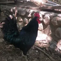 خروس ایام سمانی لهسانی اصل