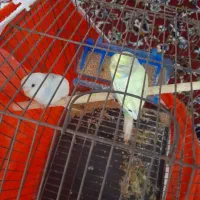 دو عدد مرغ عشق|پرنده|نگین شهر, |دیوار