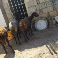گوسفندآبست
