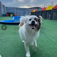 پانسیون سگ سوئیت پت (هتل پانسیون)