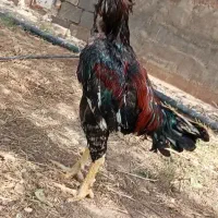 خروس لاری
