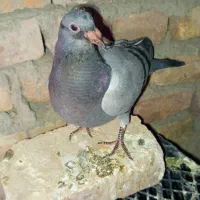 جوجه سبز فروشی|پرنده|خاش, |دیوار