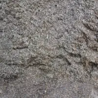 ذرت علوفه.