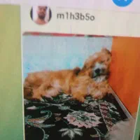 دو عدد سگ تریر  عروسکی|حیوانات|بندرعباس, |دیوار