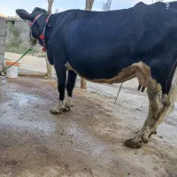 گاو سمینتال درجه یک گوشتی و شیری|حیوانات مزرعه|لردگان, |دیوار