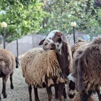 میش پای قوچ و بره