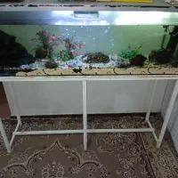 اکواریوم