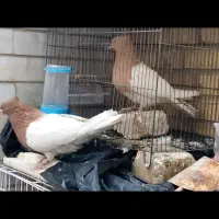 کله زرد|پرنده|شاهینشهر, عطار|دیوار