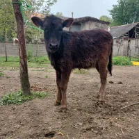 گاو گوساله ماده ۲ ماهه غذاخور
