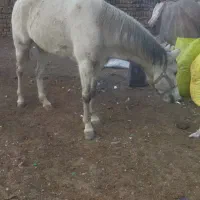 مادیون  خوب جون سرحال سواری آروم آروم