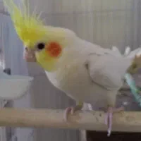 جفت عروس هلندی سخنگو