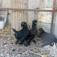مرغ خروس سلطان|حیوانات مزرعه|شیراز, گویم|دیوار