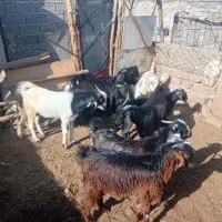 کهره نر چاق