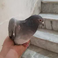 کبوتر اشعل
