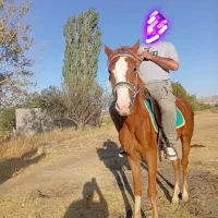 مادیان کورد