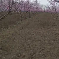 هرس کاری وبیل زنی و گل کاری و گیاه کاری