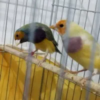 فنج گلدن