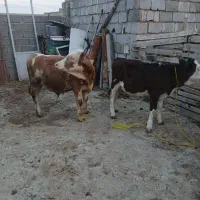 دوراس‌گوساله‌نرو‌ماده