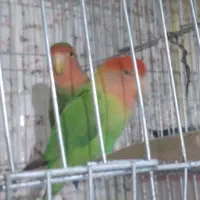 فروش کوتوله برزیلی