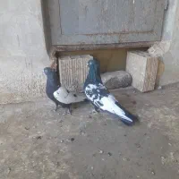 طوقی جفتی و|پرنده|اقبالیه, |دیوار