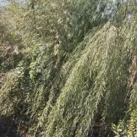 نهالستان صداقت فندرسک