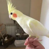 یک عروس طرف امامزاده رفته هرکسی که گرفته خبر بده