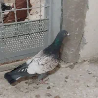 کبوتر‌قزوین‌