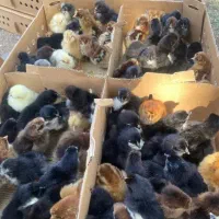 جوجه محلی اصل اصلاح نژاد و گوشتی راس 307