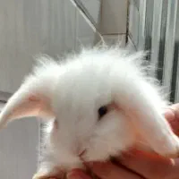 خرگوش لوپ و مینیاتوری