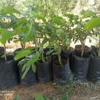 تعدادی نهال گردو چندلر اصل آمریکایی