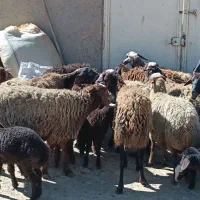 میش وبره|حیوانات مزرعه|اراک, |دیوار